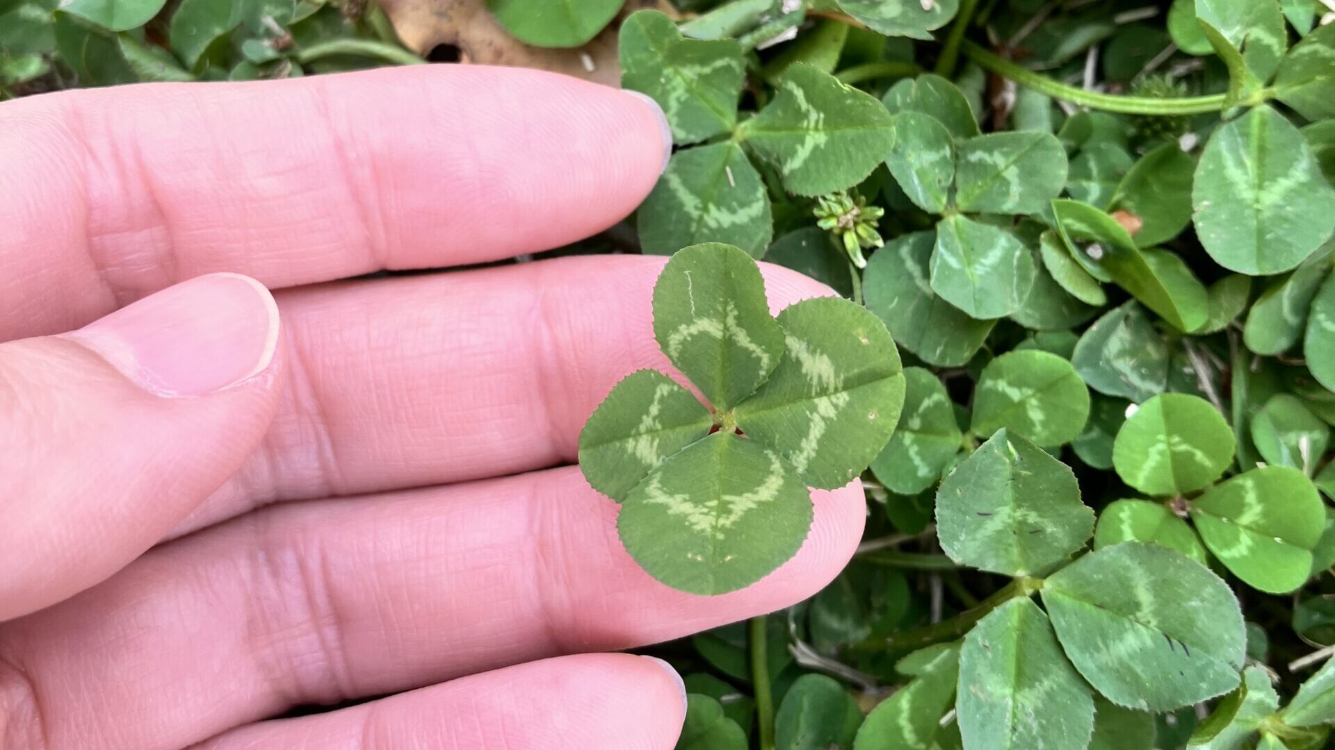 見つけた四つ葉のクローバー