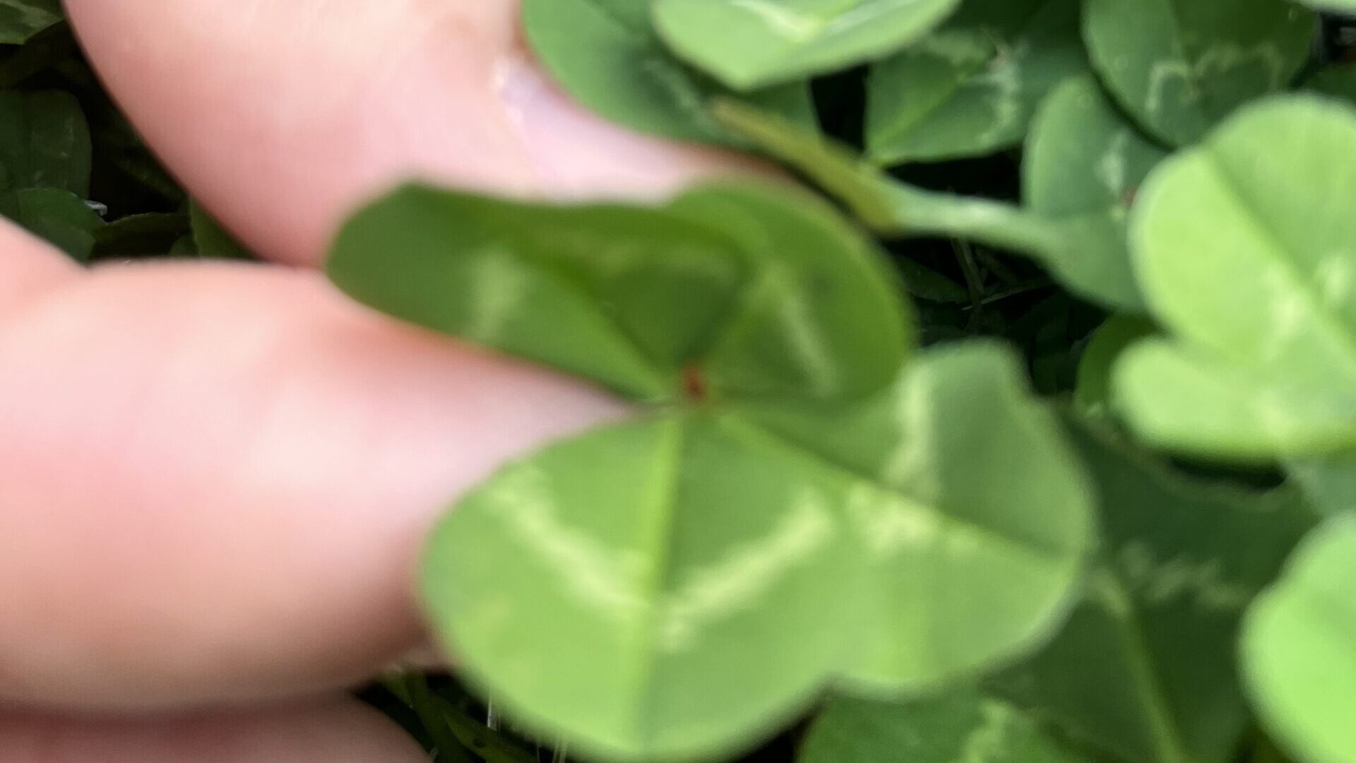 草むらの四つ葉のクローバー