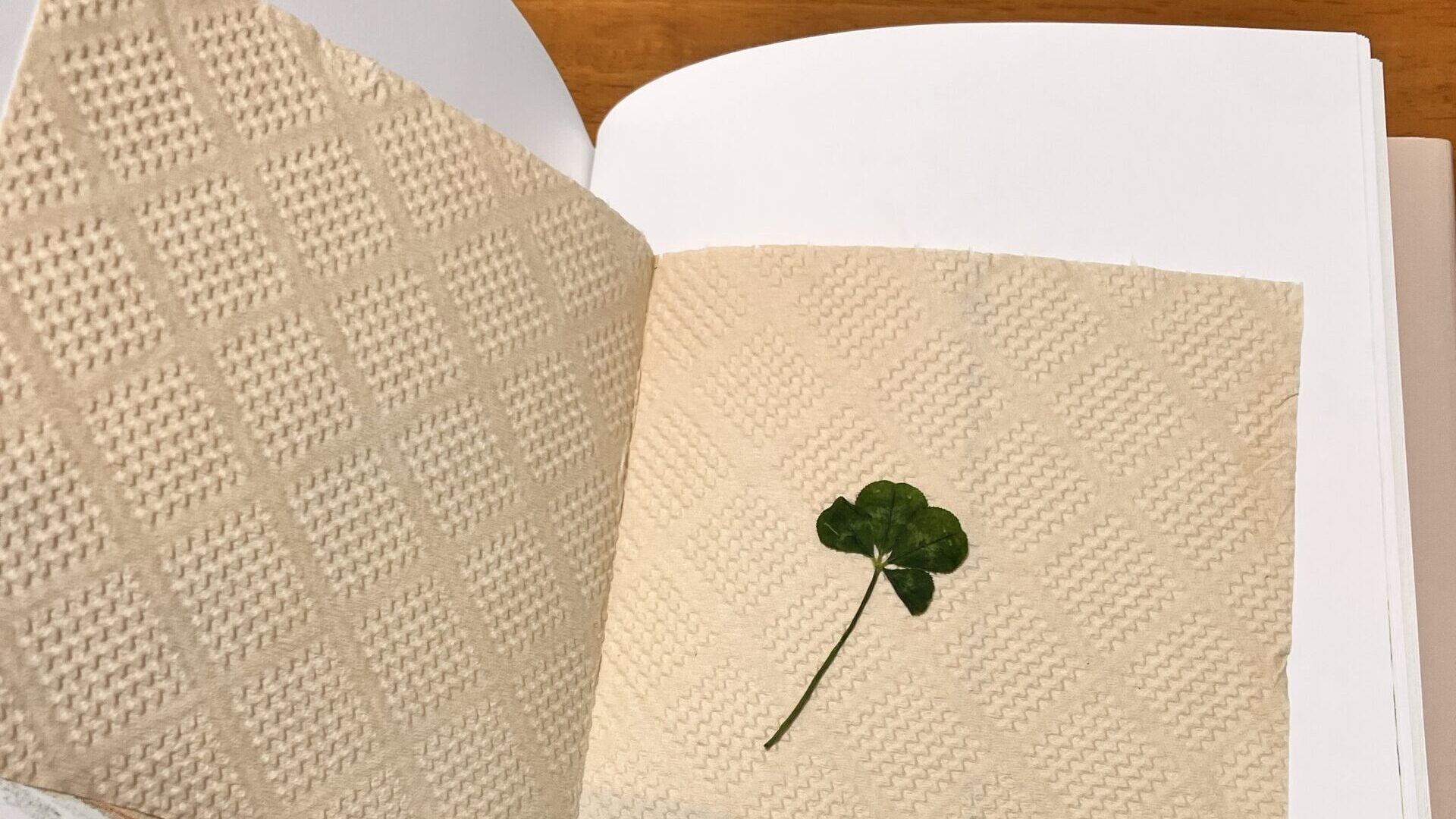 四つ葉のクローバーを本にはさんで押し花にする