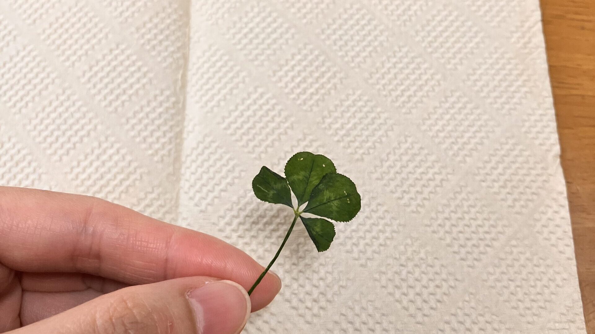 四つ葉のクローバーをキッチンペーパーにはさむ