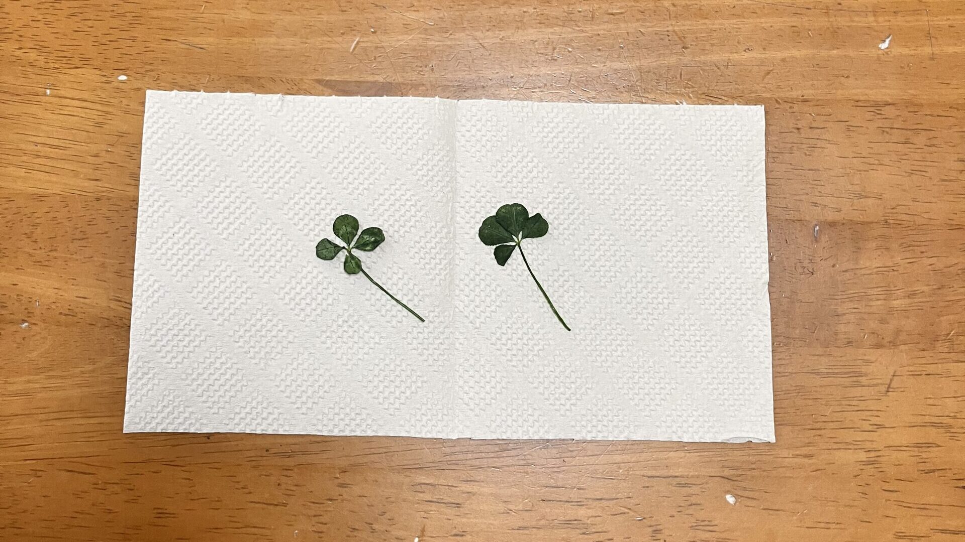 押し花にした四つ葉のクローバー