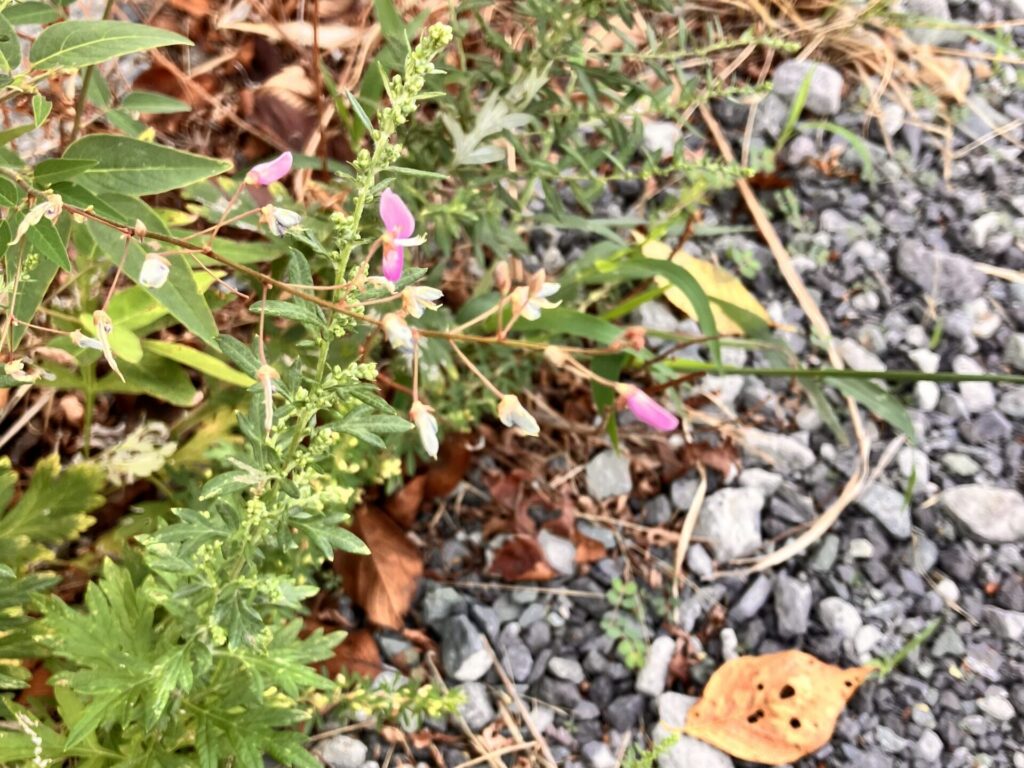 道端に咲いた小さな花