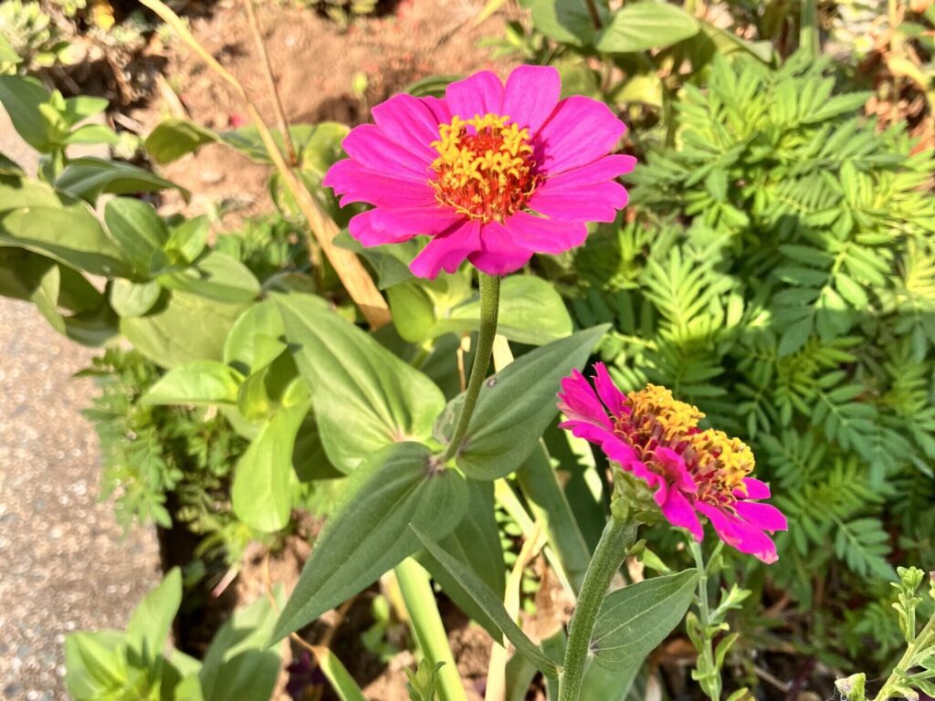 ピンクの花