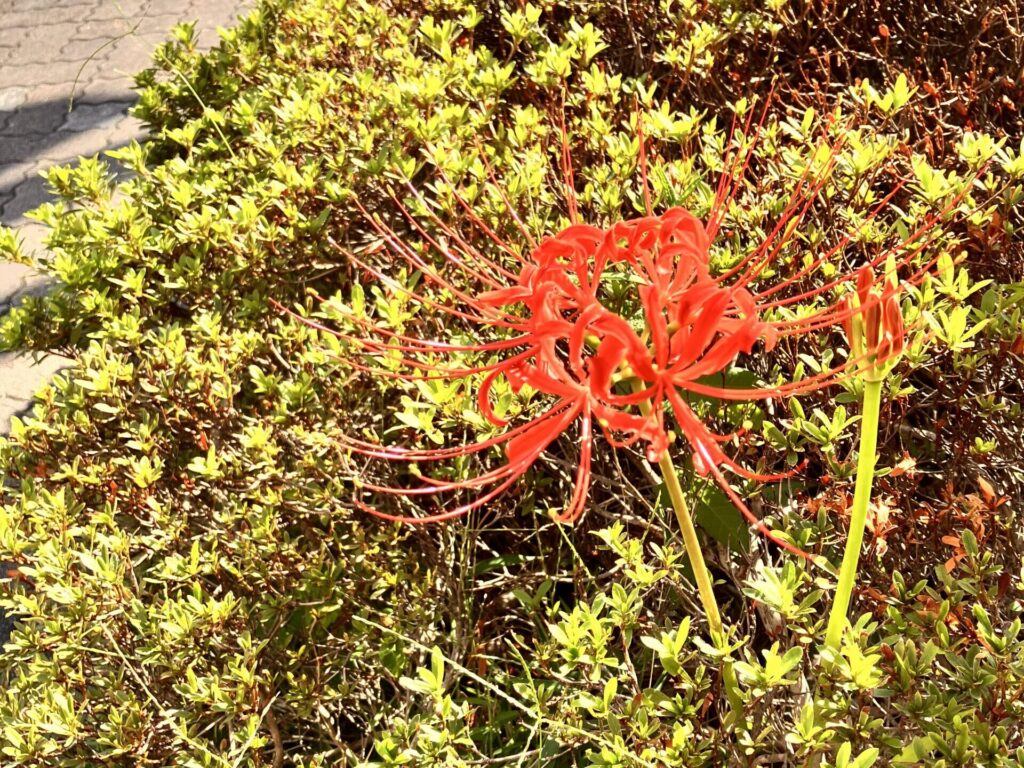 9月に見かけた彼岸花